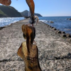 先週に引き続き新子狙い